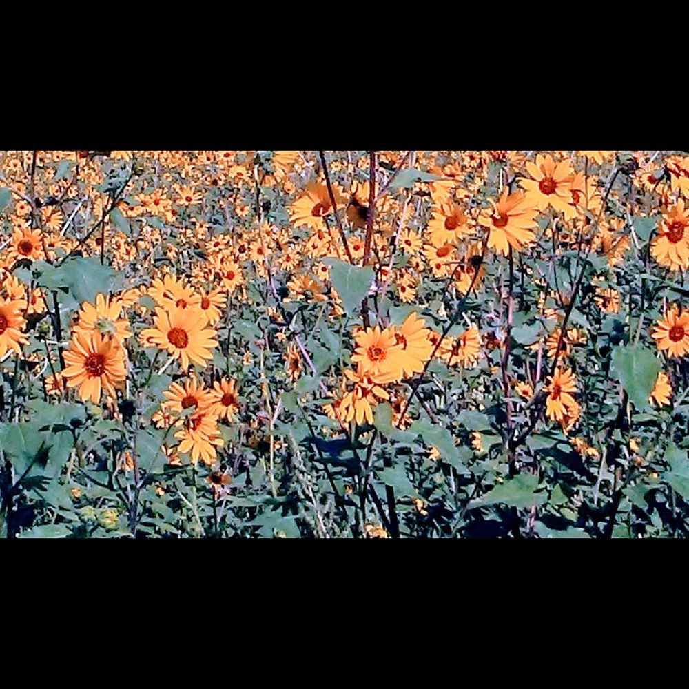 Meet your Posher, Lindsey ❤️